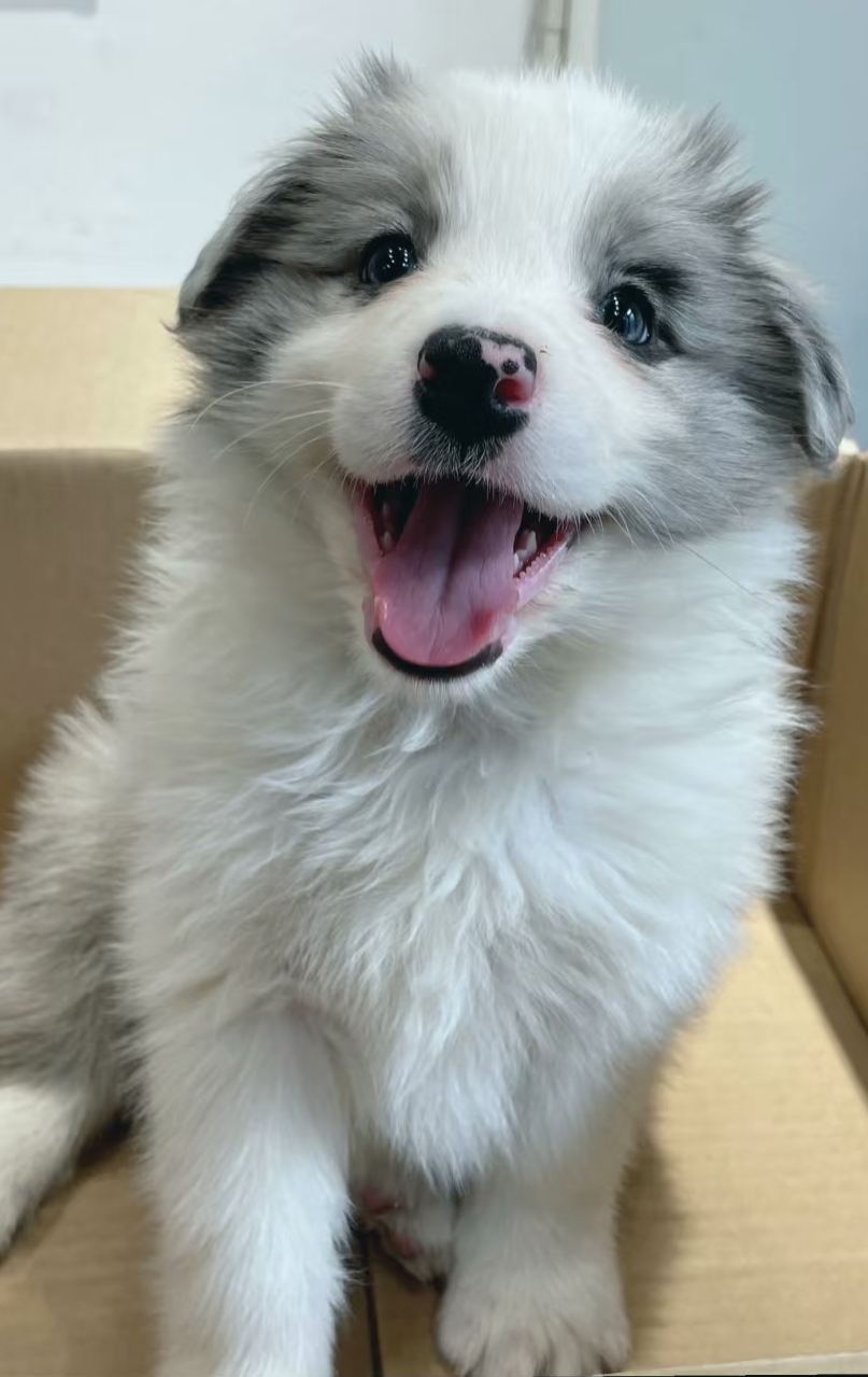 陨石边牧